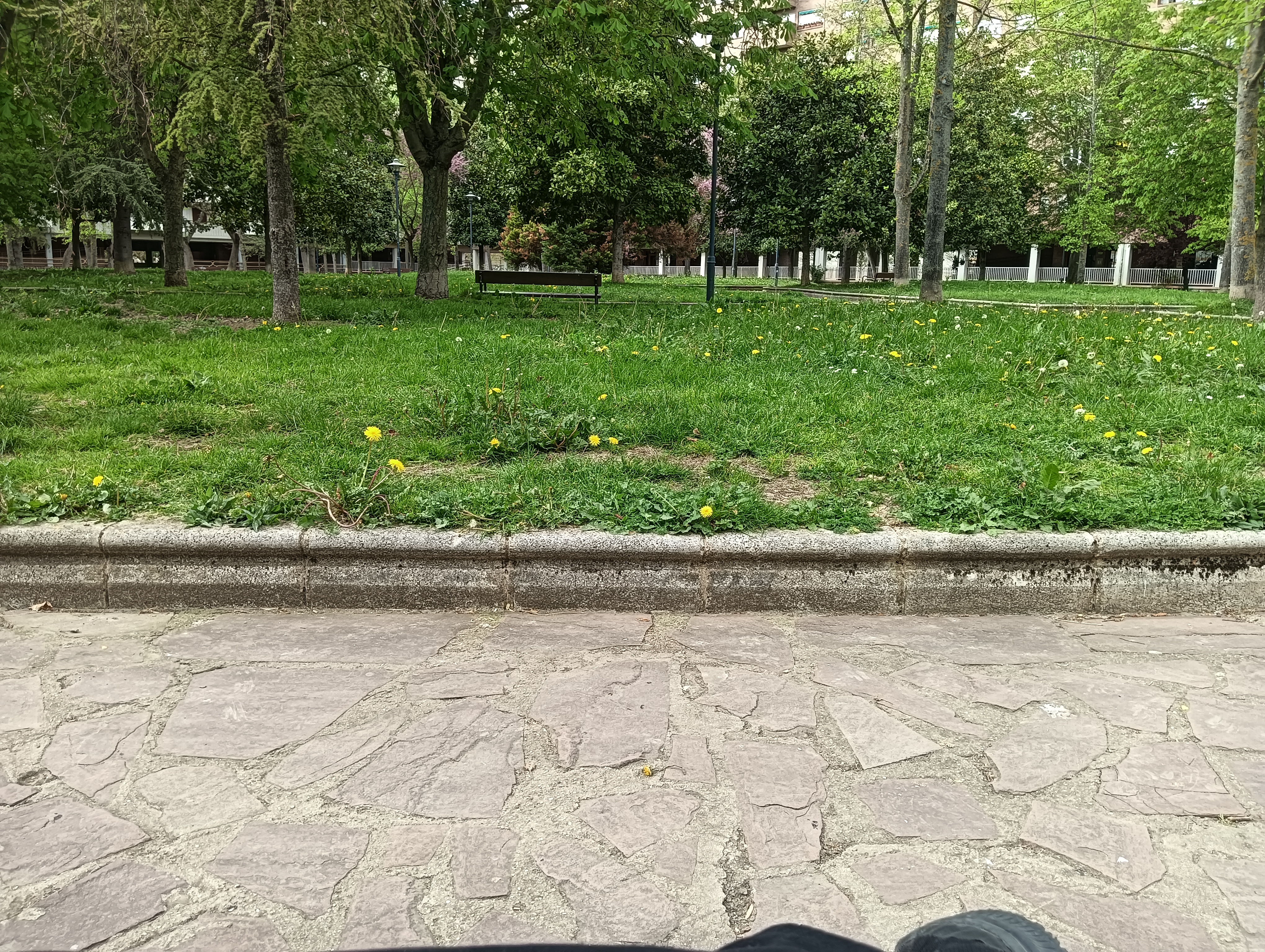 615116011 | CAMILO | Chico